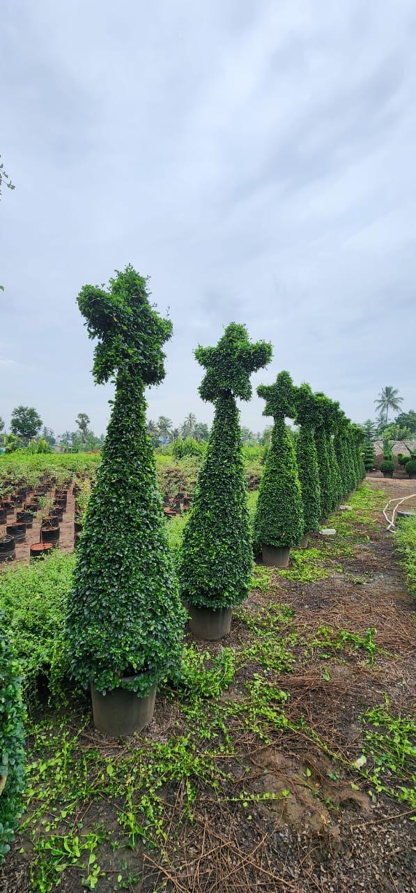Exotic plants by Total Green Solutions — photo 2